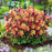 Columbine, Earlybird™ Red Yellow Columbine