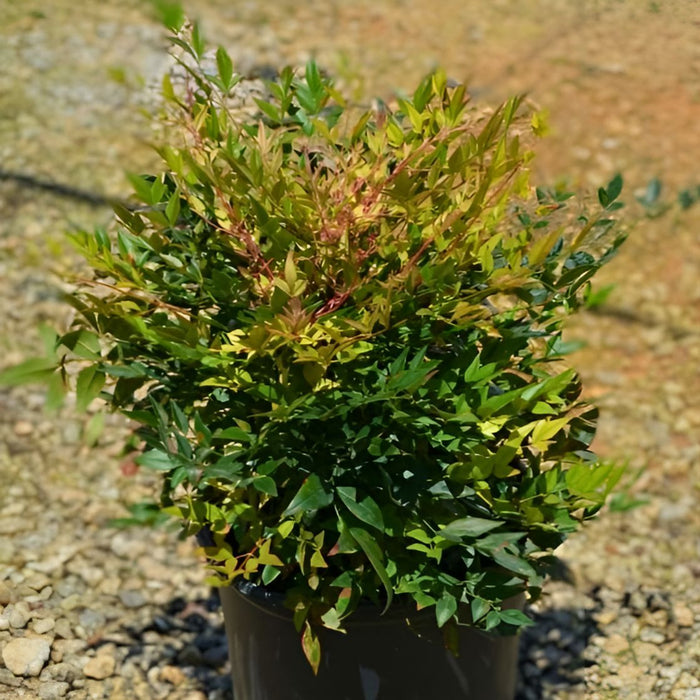 Bamboo, Gulf Stream Heavenly Bamboo