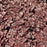 Coral Bells, Plum Pudding Coral Bells