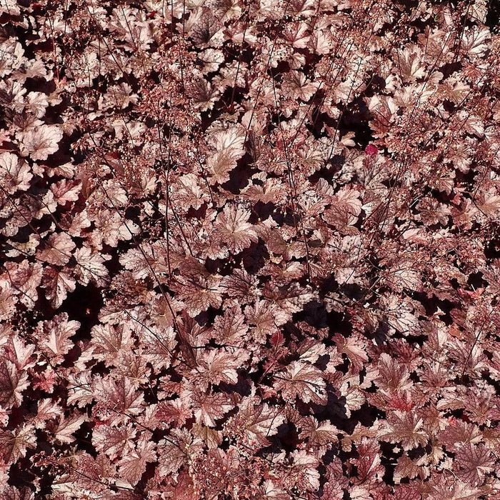 Coral Bells, Plum Pudding Coral Bells