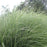 Grass, Morning Light Maiden Grass