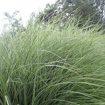 Grass, Morning Light Maiden Grass