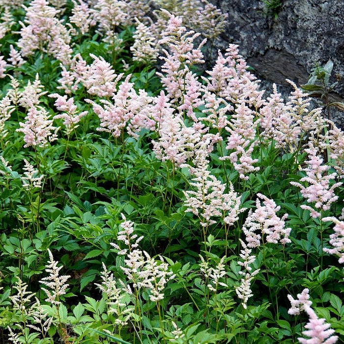 Astilbe, Peach Blossom Japanese Astilbe