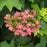 Hydrangea, Ruby Slippers Oakleaf Hydrangea