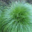 Sedge, Rosy Sedge