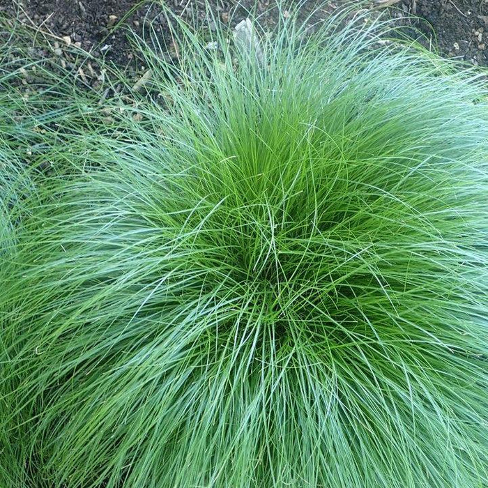 Sedge, Rosy Sedge