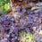 Coral Bells, Midnight Rose Coral Bells