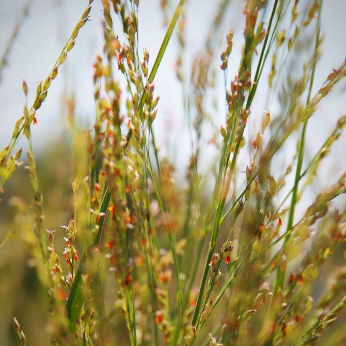 Grass, Northwind Switch Grass