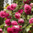 Rose, Eden Climber® Pretty in Pink Rose