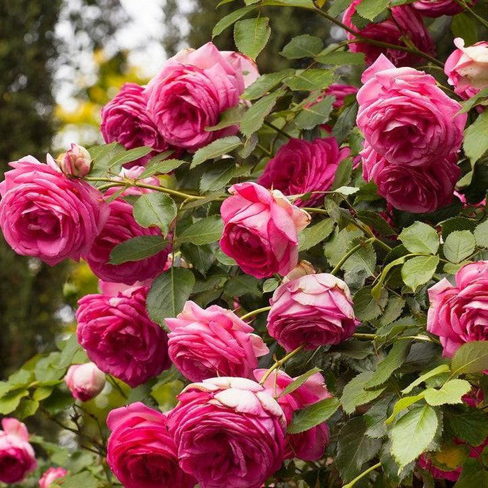 Rose, Eden Climber® Pretty in Pink Rose