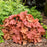 Coral Bells, Primo® Peachberry Ice Heuchera