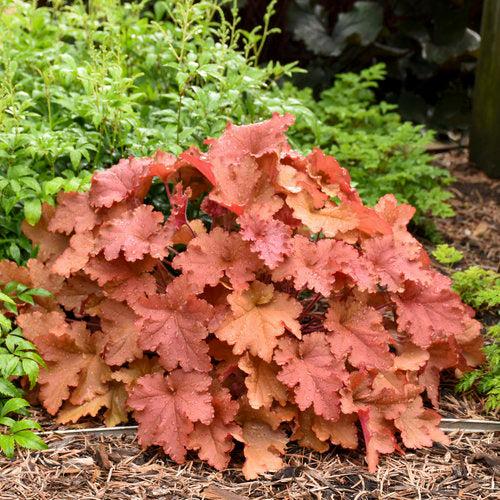 Coral Bells, Primo® Peachberry Ice Heuchera