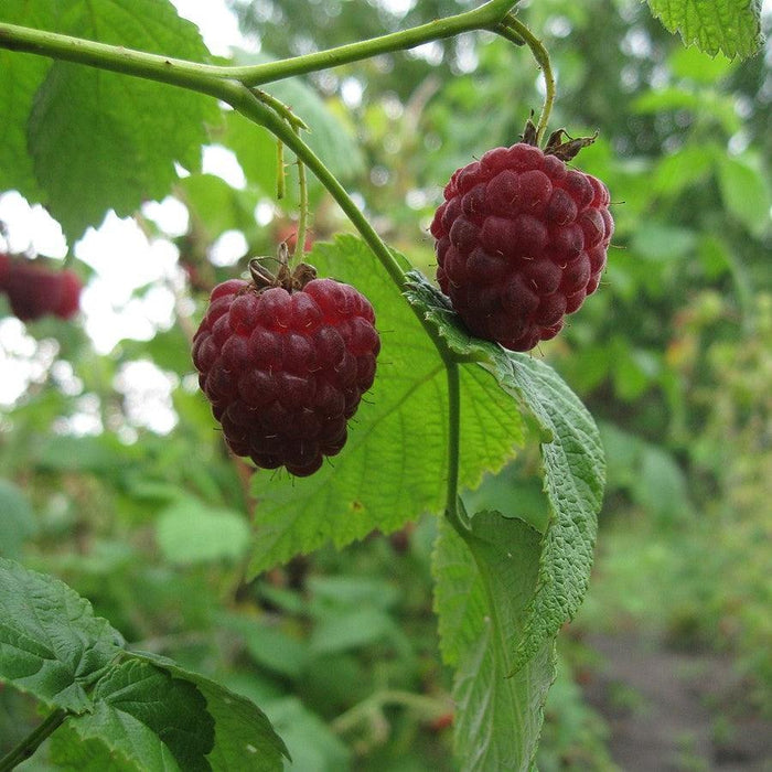 Raspberry, Meeker Red Raspberry, 2 gal (10-15 in)
