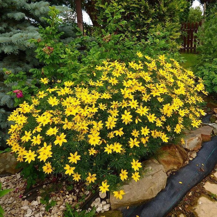 Tickseed, Threadleaf Coreopsis