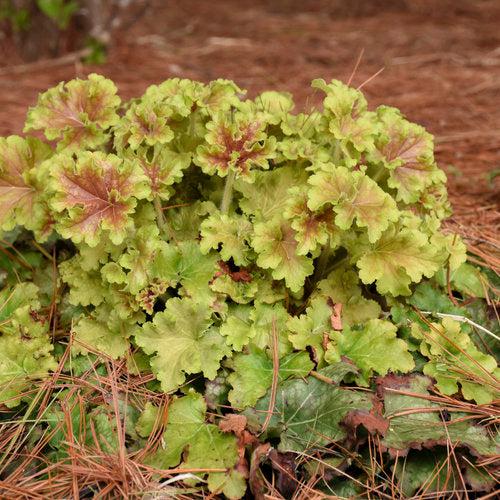 Coral Bells, PW® Dolce® Apple Twist Heuchera