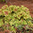 Coral Bells, PW® Dolce® Apple Twist Heuchera