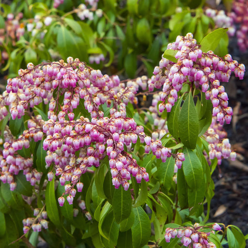 Andromeda, Katsura Pieris