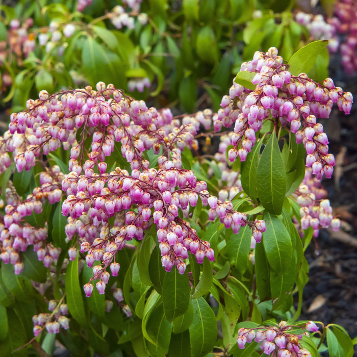 Andromeda, Katsura Pieris