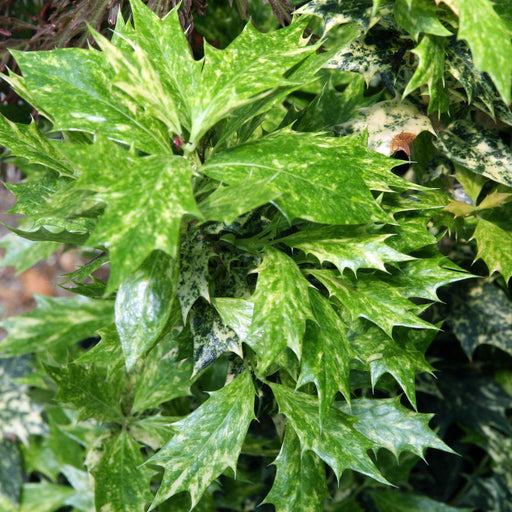 False Holly, Goshiki False Holly