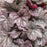 Coral Bells, Dolce® Silver Gumdrop Heuchera
