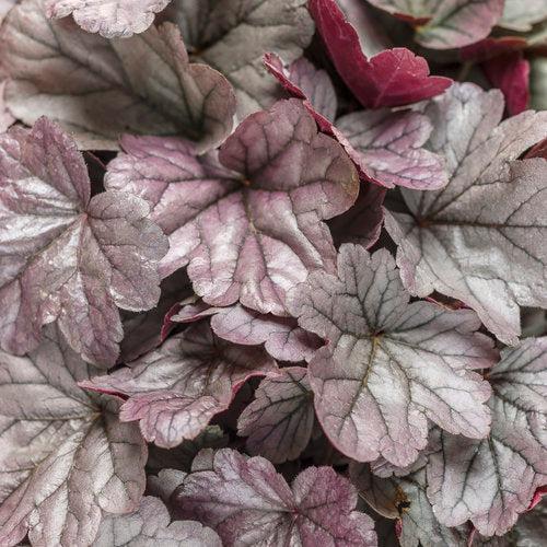 Coral Bells, Dolce® Silver Gumdrop Heuchera