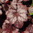 Coral Bells, Plum Pudding Coral Bells