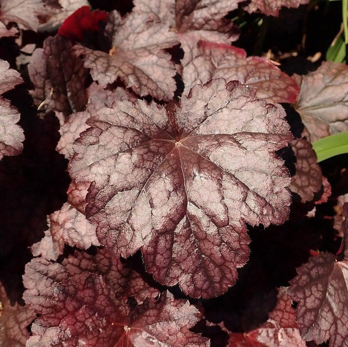 Coral Bells, Plum Pudding Coral Bells