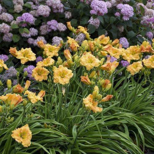 Daylily, Rainbow Rhythm® Orange Smoothie Daylily