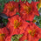 Daylily, Desert Flame Daylily