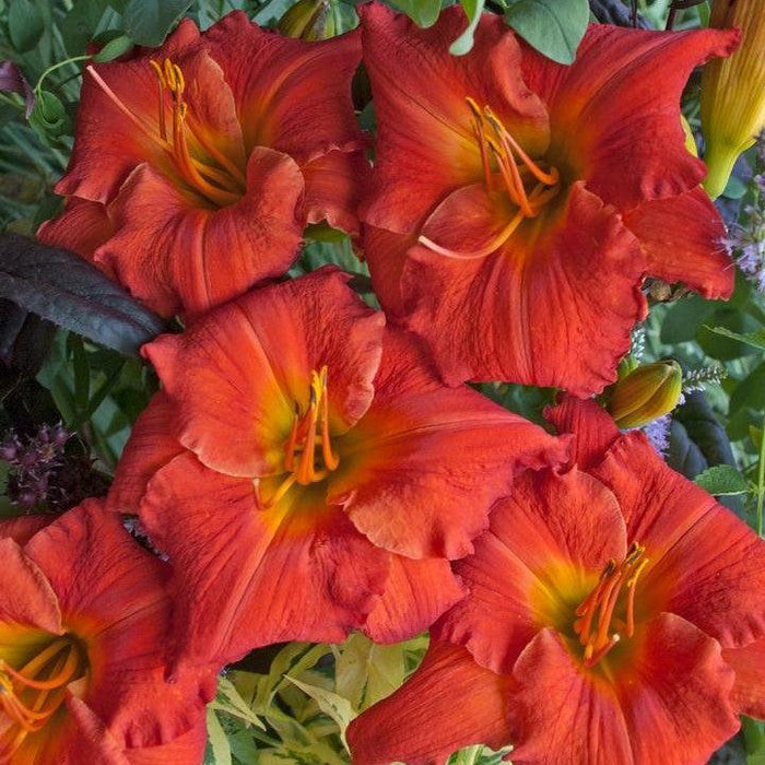 Daylily, Desert Flame Daylily