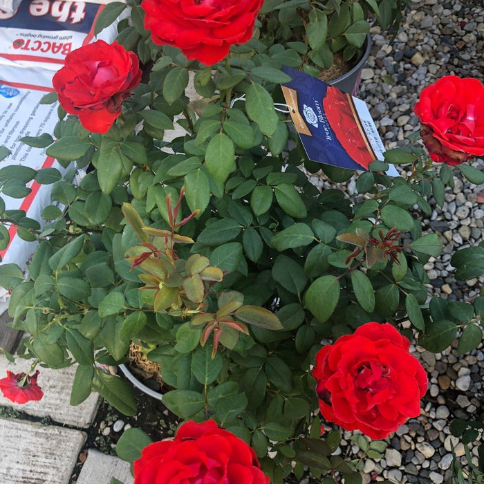 Rose, True Bloom™ True Passion™ Rose