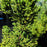 Cedar, Black Dragon Japanese Cedar