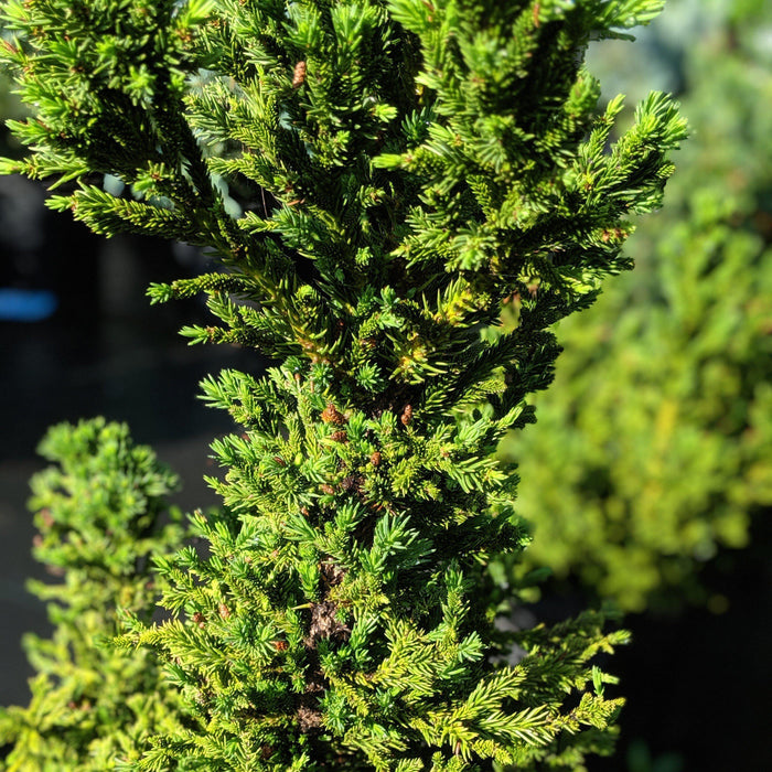 Cedar, Black Dragon Japanese Cedar