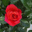 Rose, Rise Up® Emberays® Climbing Rose