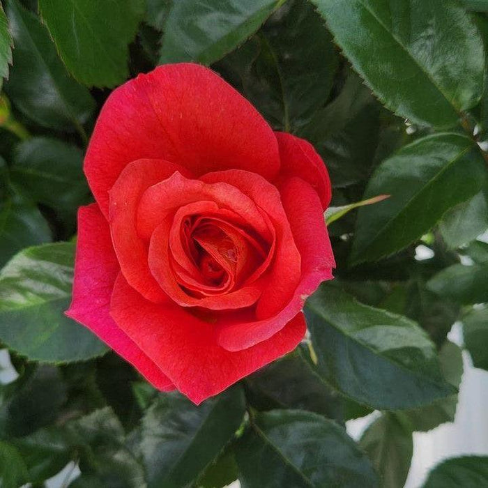 Rose, Rise Up® Emberays® Climbing Rose