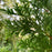 Arborvitae, Green Giant Arborvitae