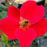 Rose, Miracle on the Hudson™ Rose
