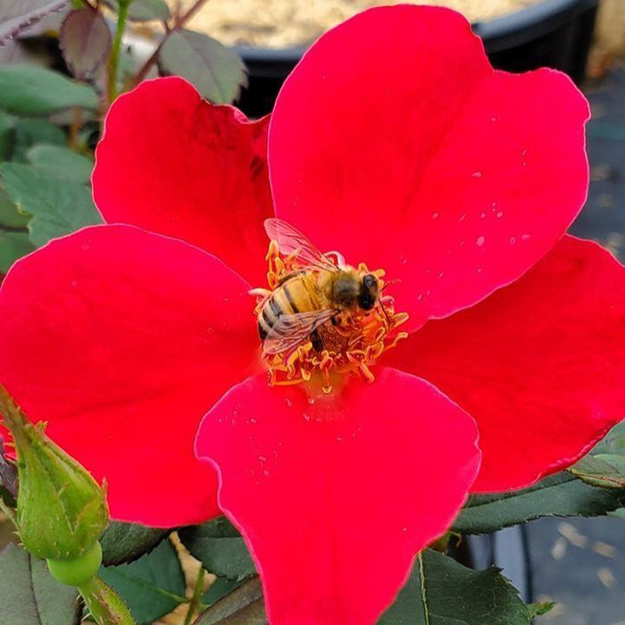 Rose, Miracle on the Hudson™ Rose