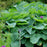 Hosta, PW® Shadowland® Empress Wu Hosta