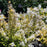 Deutzia, Chardonnay Pearls® Deutzia