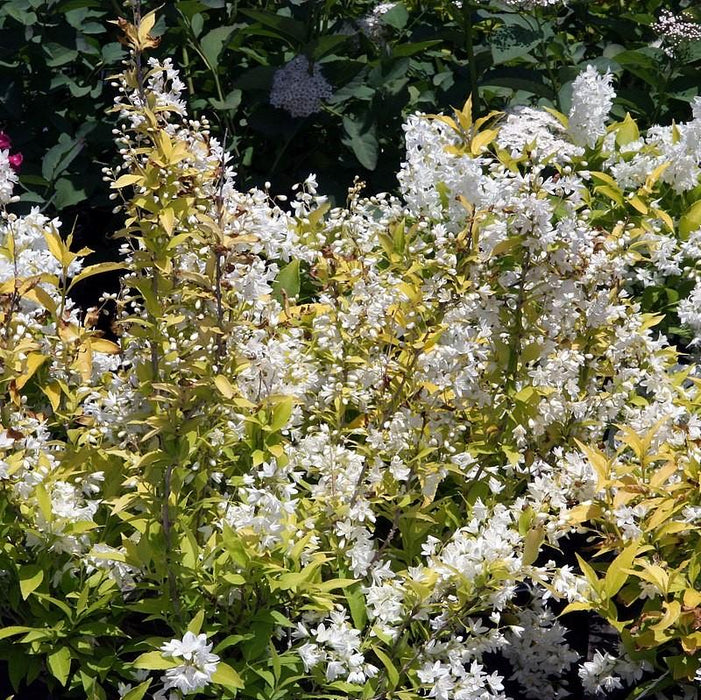 Deutzia, Chardonnay Pearls® Deutzia