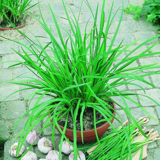 Allium, Geisha Garlic Chives