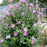 Hibiscus, First Editions® French Cabaret™ Purple Hibiscus