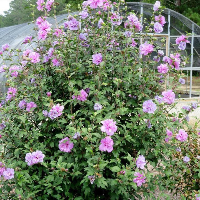 Hibiscus, First Editions® French Cabaret™ Purple Hibiscus