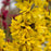 Forsythia, Show Off Starlet® Forsythia
