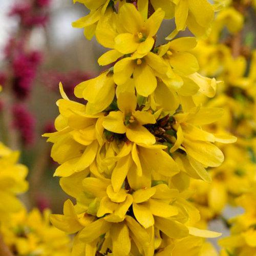 Forsythia, Show Off Starlet® Forsythia