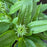 Coneflower, Artisan™ Soft Orange Coneflower