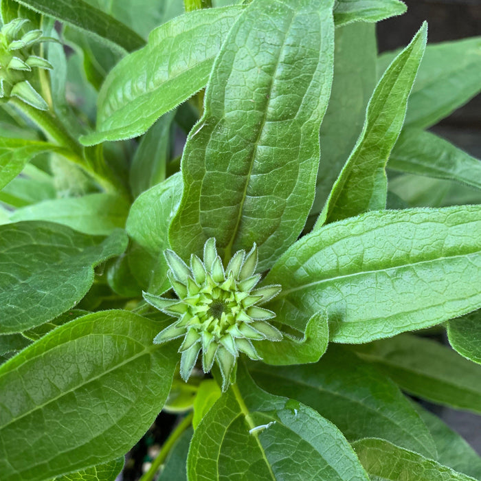 Coneflower, Artisan™ Soft Orange Coneflower