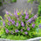 Butterfly Bush, Butterfly Candy™ Lil' Lavender™ Butterfly Bush