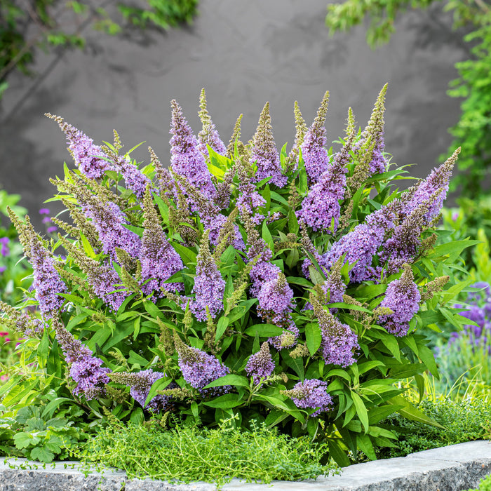 Butterfly Bush, Butterfly Candy™ Lil' Lavender™ Butterfly Bush